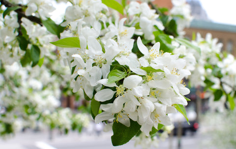 White Tree Flower - Framed Canvas Print
