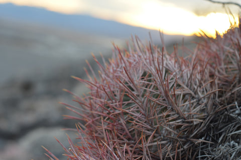 Desert Cactus #2 - Canvas