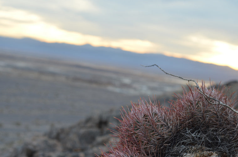 Desert Cactus